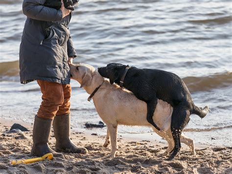 hund sex mit frau